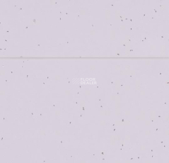 Forbo Sphera Energetic 50234 lilac фото 2 | FLOORDEALER